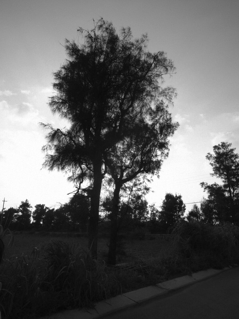 _0011411.jpg