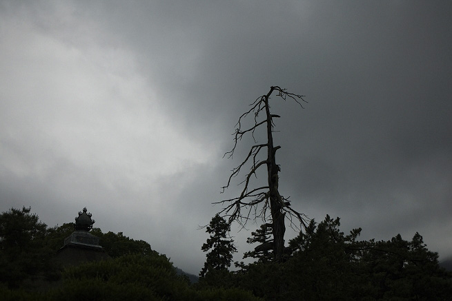 _MG_4525.jpg